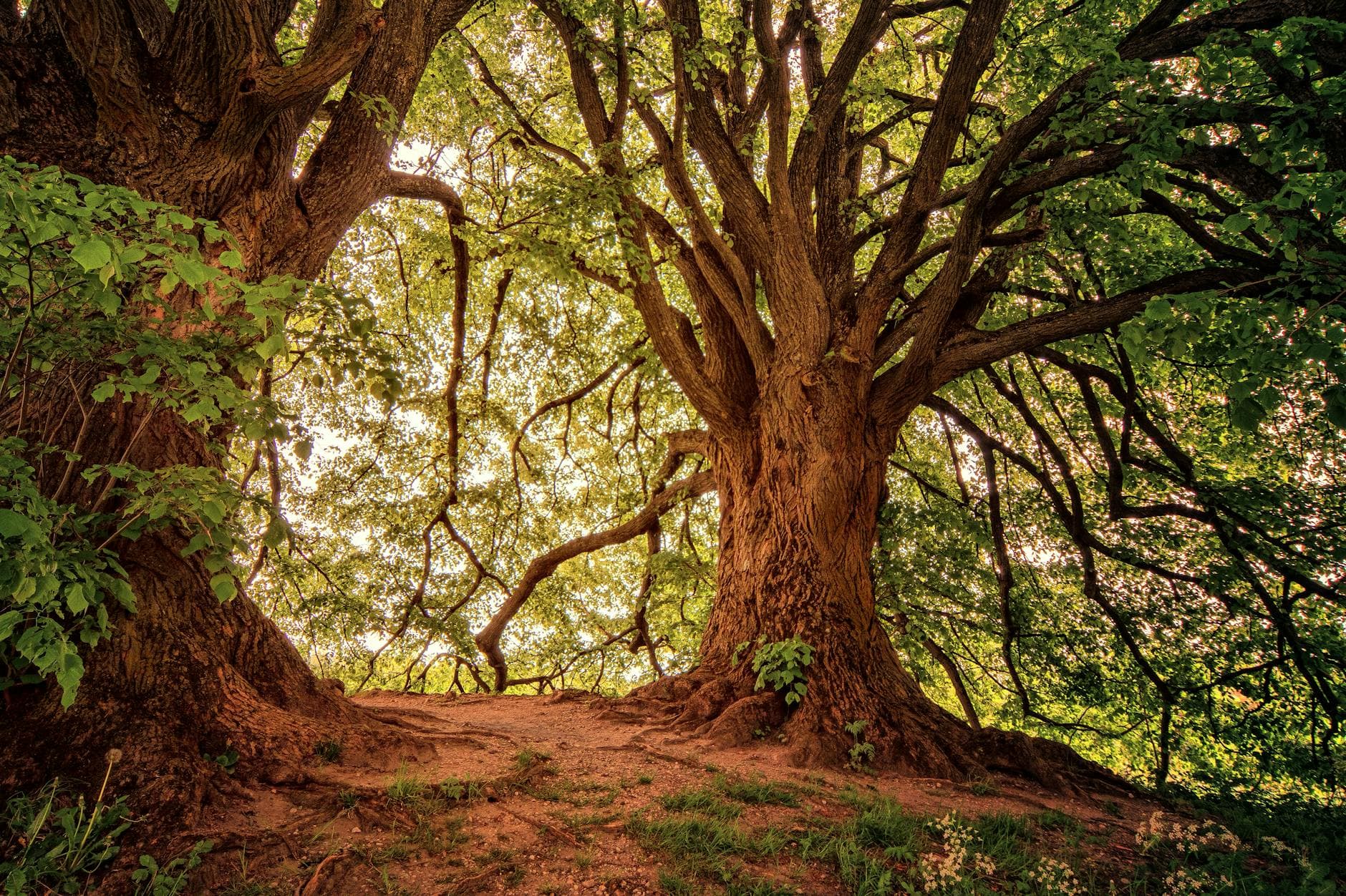 Sunlit forest scene featuring two majestic oak trees with sprawling branches and lush green leaves.