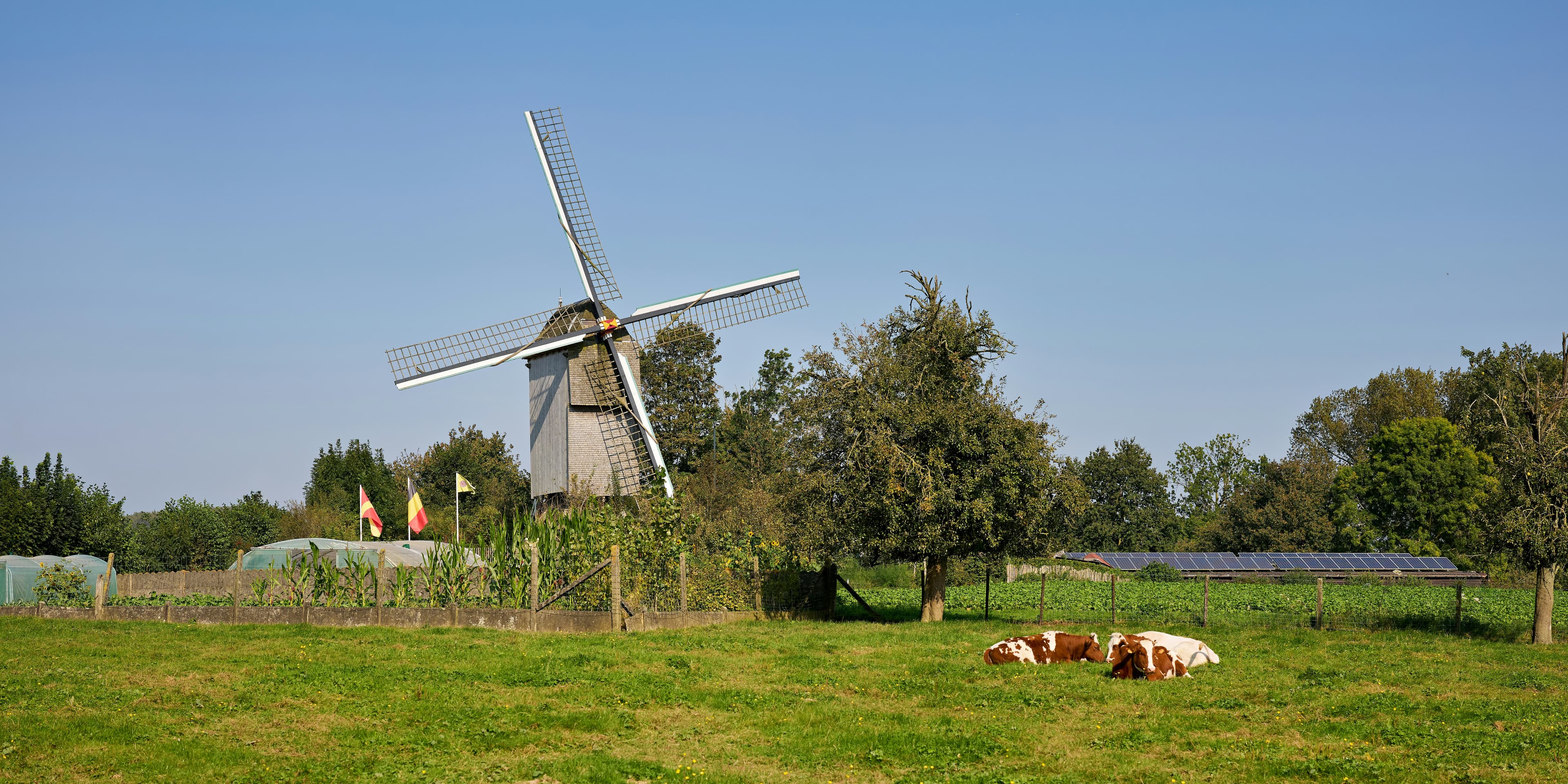 A windmill stands in a field with cows resting.