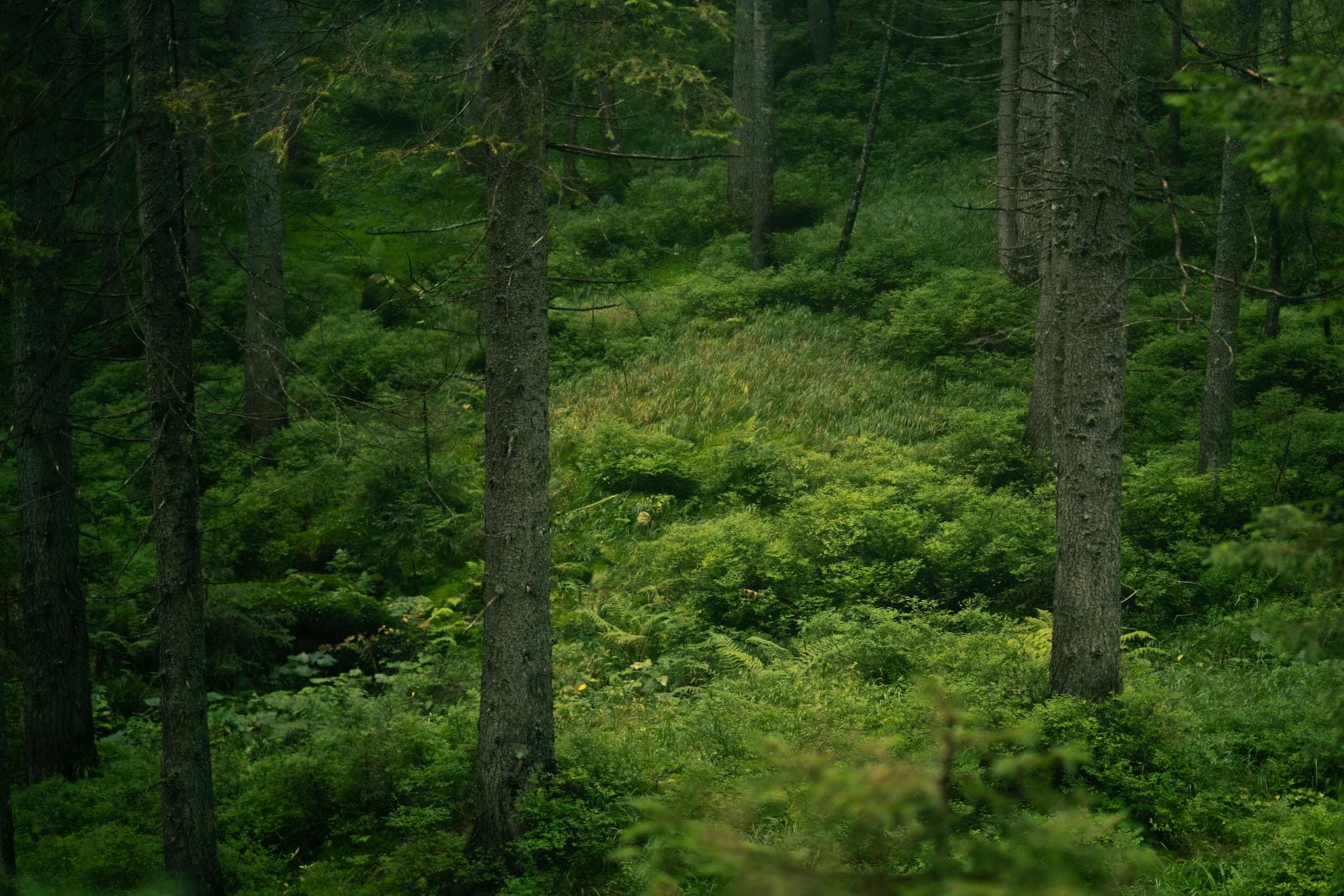 A tranquil forest scene with lush greenery and towering trees, perfect for nature lovers.