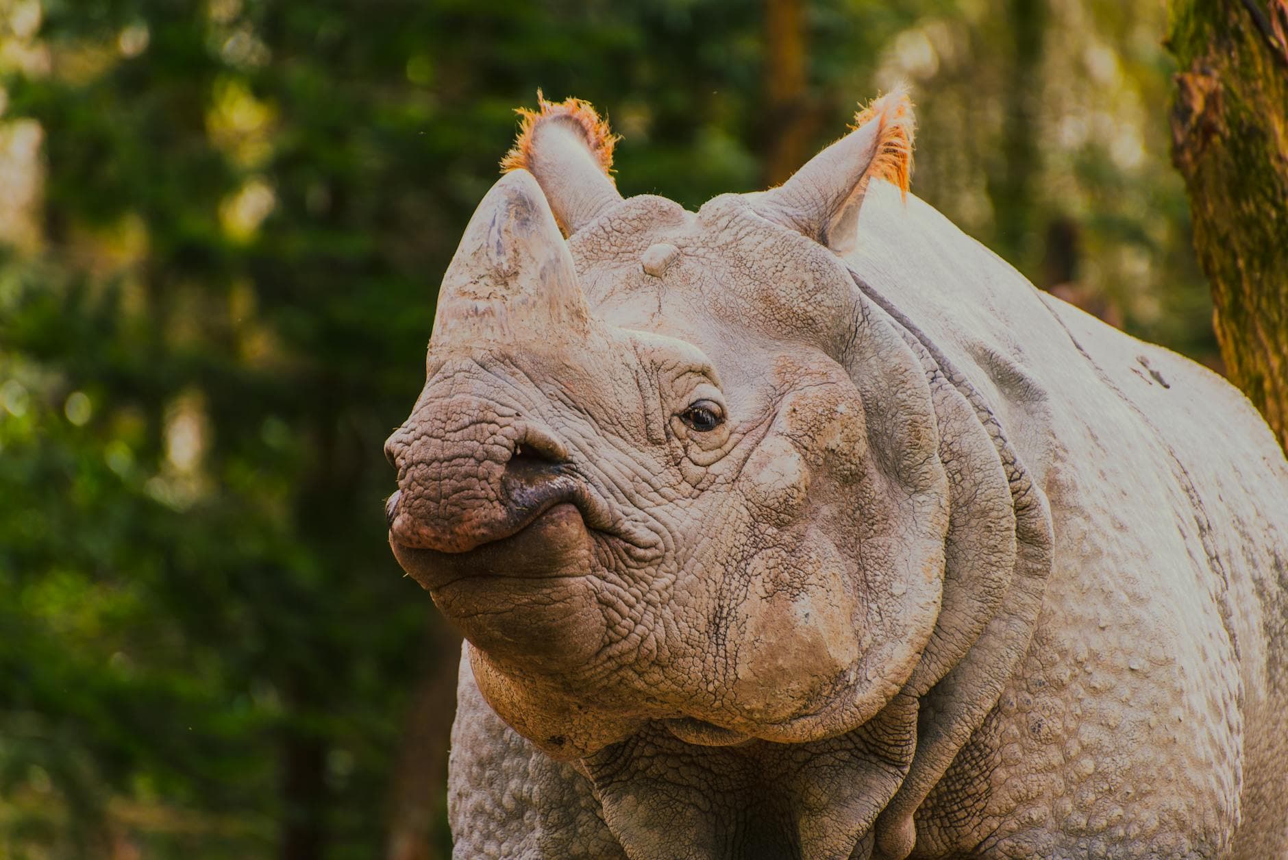 Close-up shot of an Indian rhinoceros in its natural habitat with lush greenery.