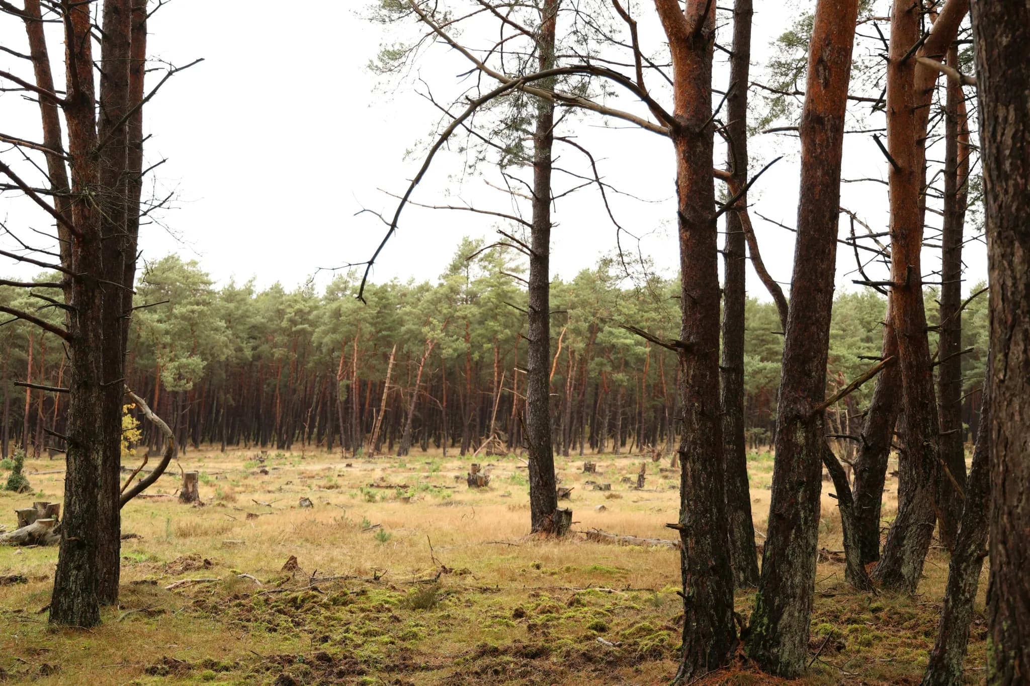 Pine forest with dry grass and fallen trees.