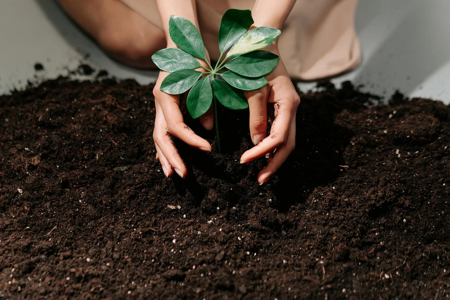Hands gently planting a young sprout in fresh soil, symbolizing growth and care.