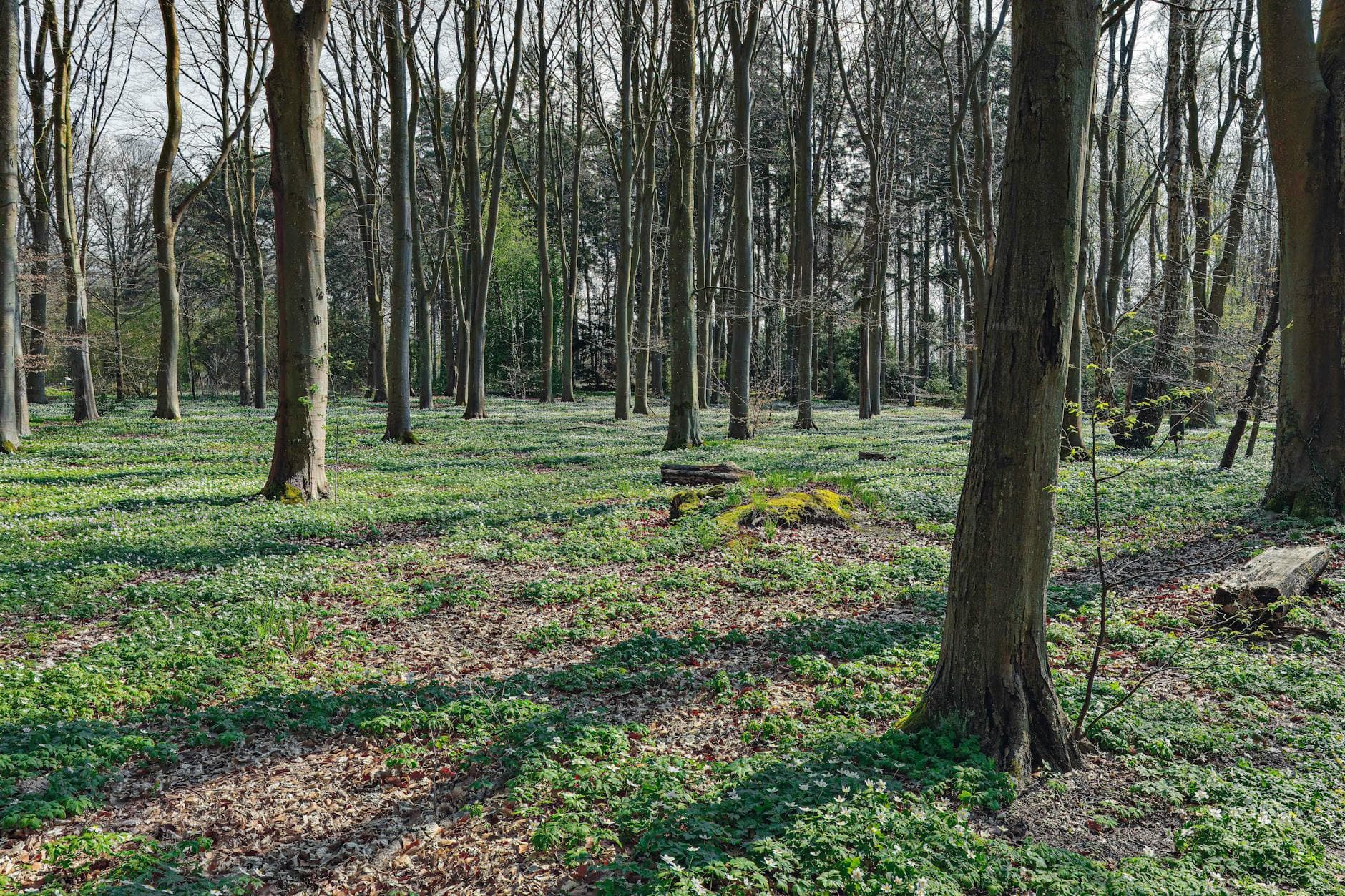 Tranquil woodland scene in Helsingborg, Sweden, showcasing the beauty of a spring forest.