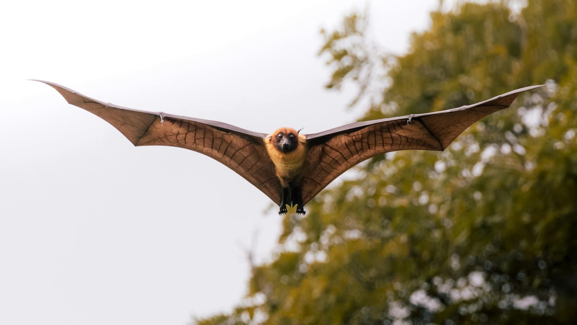 A close-up shot of a flying bat against a natural background, showcasing its wing span.
